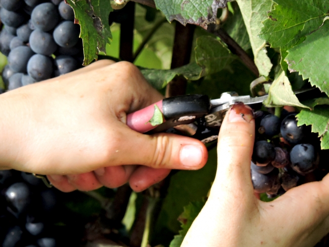 Champagne DELHOMME - 