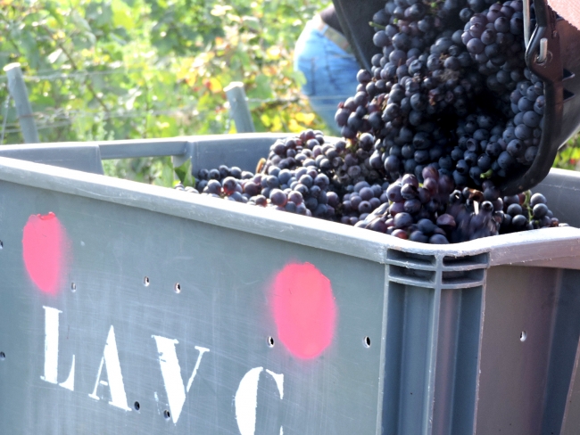 Champagne DELHOMME - 