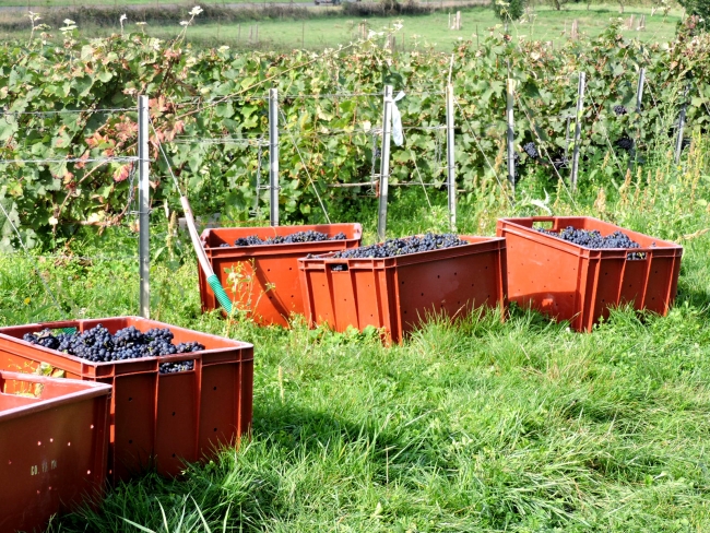 Champagne DELHOMME - 